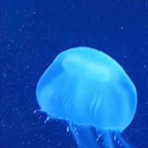 Meet your Posher, Lee